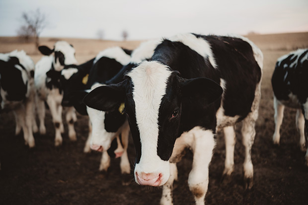 In an effort to prevent domestic cattle from being exposed to highly pathogenic avian influenza virus (HPAI), 17 states have restricted cattle importations from states where the virus is known to have infected dairy cows. bit.ly/4aqaRex