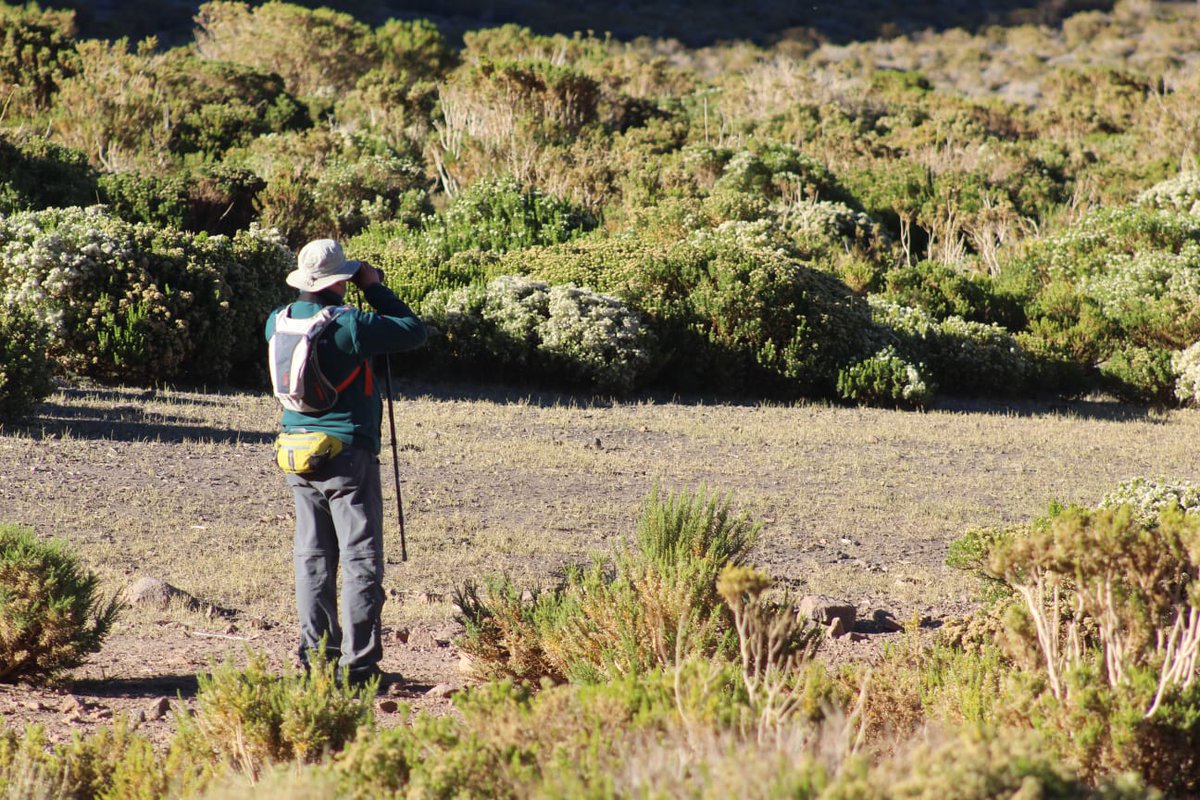 Para cuantificar la población de especies protegidas, inspectores @sagchile #SanFelipe realizó catastro de avifauna en #Laguna El Copín, ubicada en la precordillera de la comuna de #SantaMaría