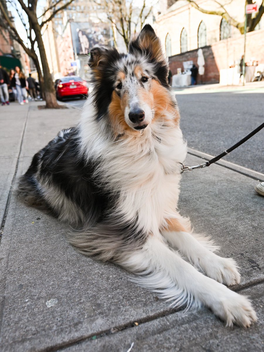 Pippa, Rough Collie (4 y/o), Prince & Mott St., New York, NY • “Our dogs are like our whole world. Basically the entire house’s art is dog art of some sort. We have a lot of photographs and various signs about ‘hug your Collie.’ All the cheesy stuff.”