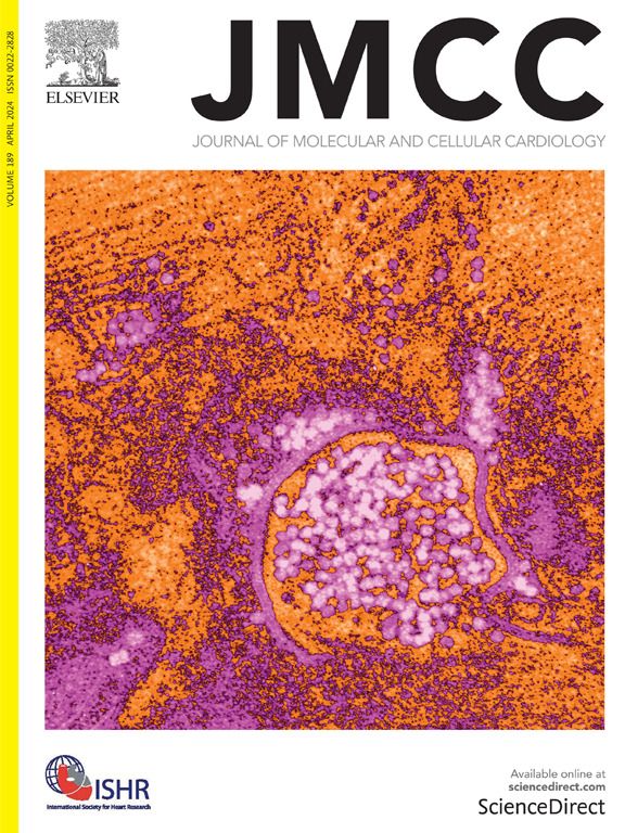 Journal of Molecular and Cellular Cardiology (@jmccardiology) on Twitter photo Thank you to @delbridgelea and <a href="/KimMellor_UAkl/">Kim Mellor</a> for our beautiful April cover image, of glycogen macromolecules captured by an enveloping autophagosome in the para-myofilament cell region. Thank you to @delbridgelea and <a href="/KimMellor_UAkl/">Kim Mellor</a> for our beautiful April cover image, of glycogen macromolecules captured by an enveloping autophagosome in the para-myofilament cell region.