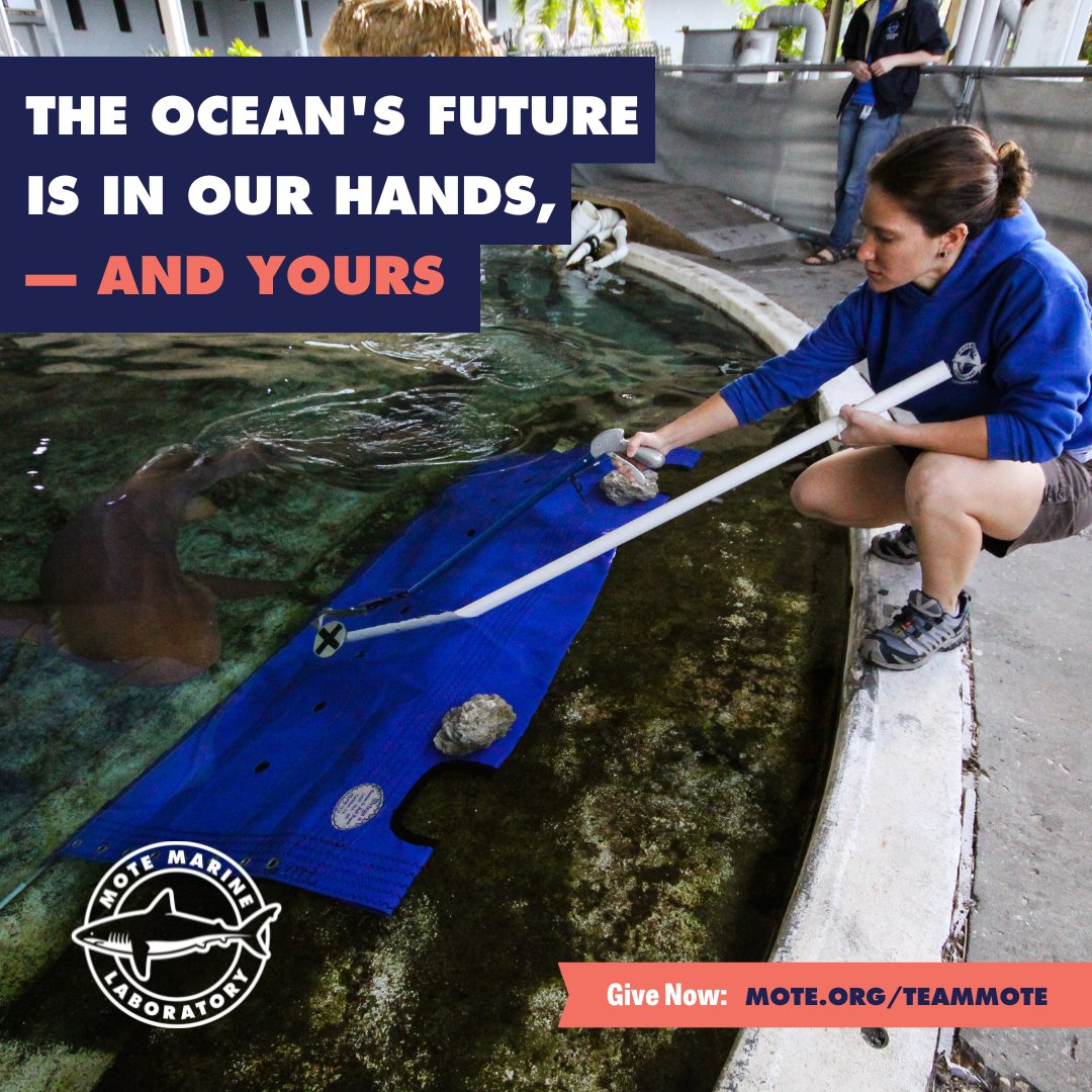 Don't forget to donate to #TeamMote during the #GivingChallenge2024 and #BeTheOne to make a difference 💪🫶 The ocean is counting on us❕🌊 🔗 mote.org/teammote #motemarinelab #givingchallenge #nonprofit #marineconservation
