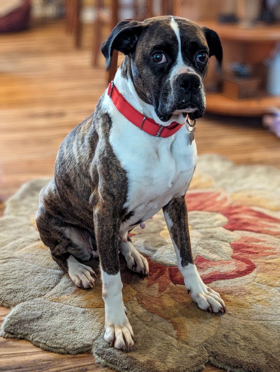 Lollipop is fully vetted. She is now ready for her own family. She can be an only dog or go with a male.She is housebroken &crate trained.Fostered in #Lancaster,PA home to hundreds of cruel #puppymills. #adoptme #boxerrescue #boxerdogs #boxerlover #adoptdontshop #dogs #rescuedogs