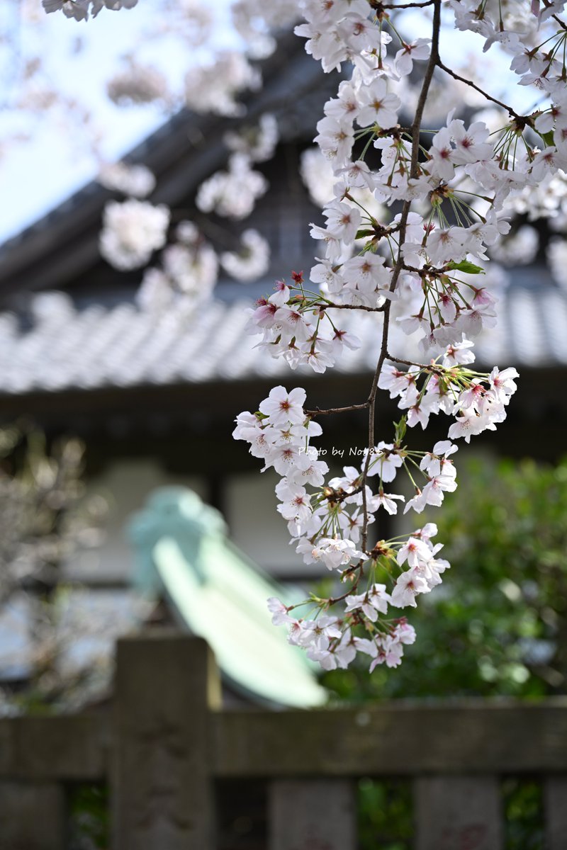 お寺と桜 縦構図 Nikon Z8 + Z 24-120mm f/4 S 3688 #桜 #ソメイヨシノ #私とニコンで見た世界 #TLを桜でいっぱいにしよう
