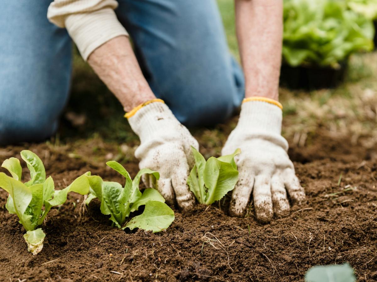 We're looking for backyard soil samples to see how widespread PFAS (forever chemicals) are in our gardens 🌳. If you live in Adelaide and have a backyard, register by 24 April to receive a free sample kit: bit.ly/49E1tmE
#Adelaide #PFAS #CitizenScience