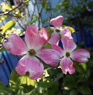 ハナミズキの花から おはようございます