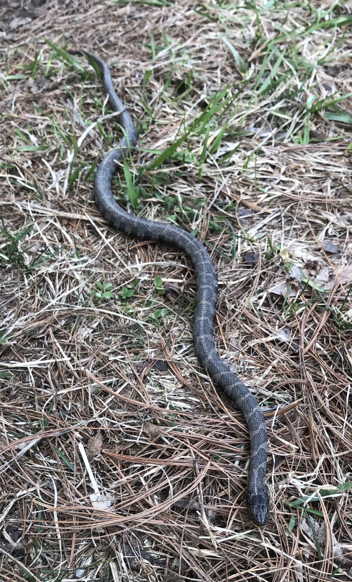 I wasn’t the only one enjoying this warm spring evening. First snakes of the year. Common garter snake and a lovely little northern watersnake.