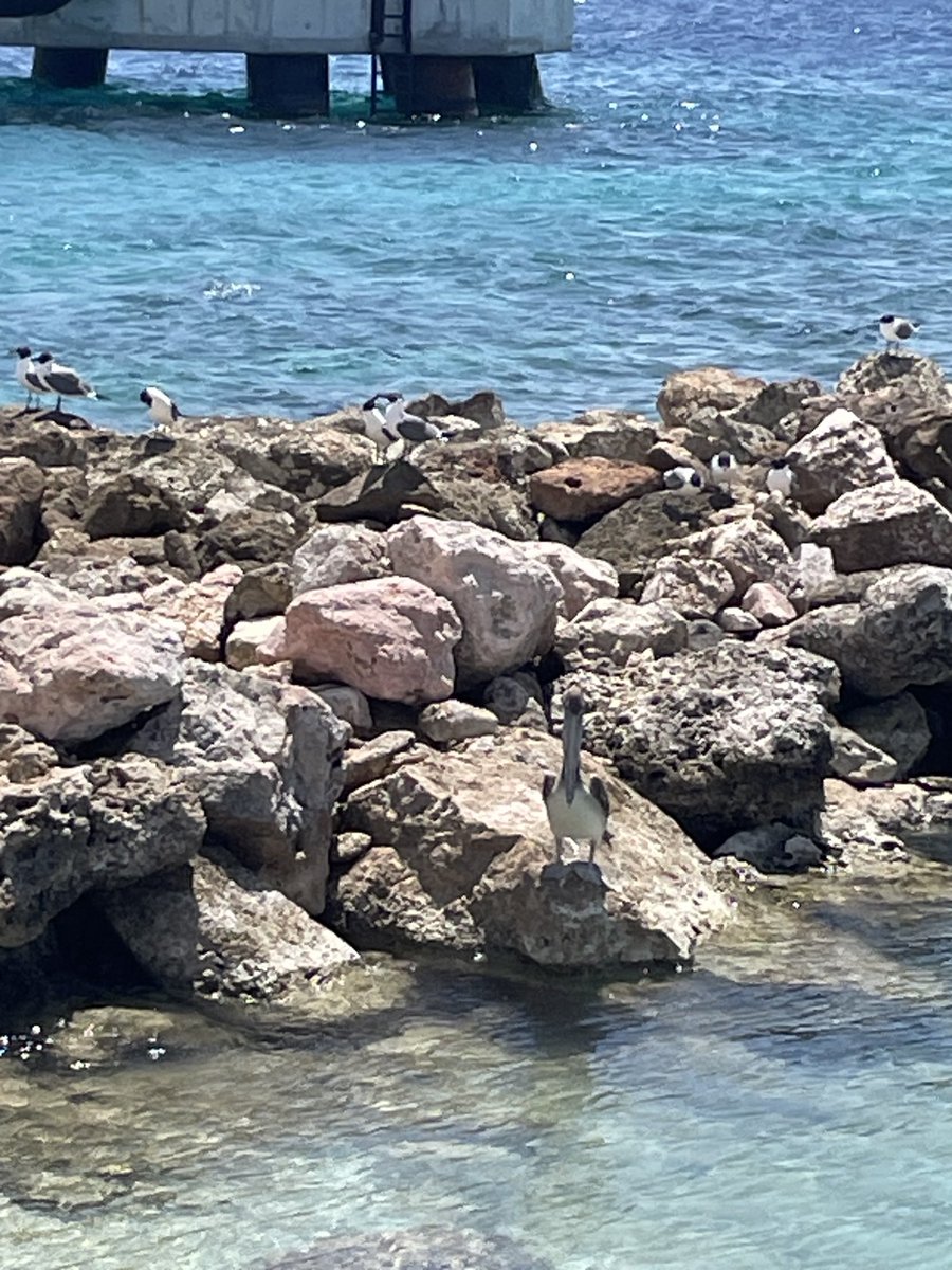 ⁦@harry_fosters⁩ so please forgive my photography but there are so many pelicans here. It is awesome!!!