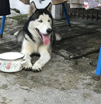PRFMnews's tweet photo. RT @aprlani : 
Ada anjing lepas dan nyasar di teluk buyung kaler, daerah jl pajajaran. Tolong bantu biar diantar pulang https://t.co/GG6w4oVJ1t