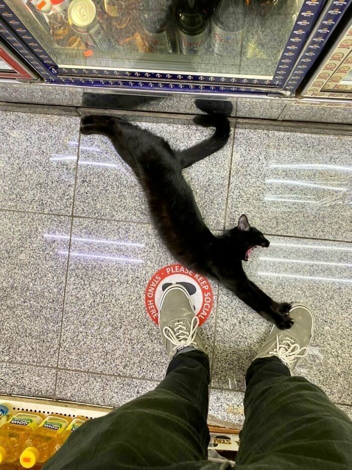 black cats are not bad luck (@visualscat) on Twitter photo 2024-04-10 00:39:01