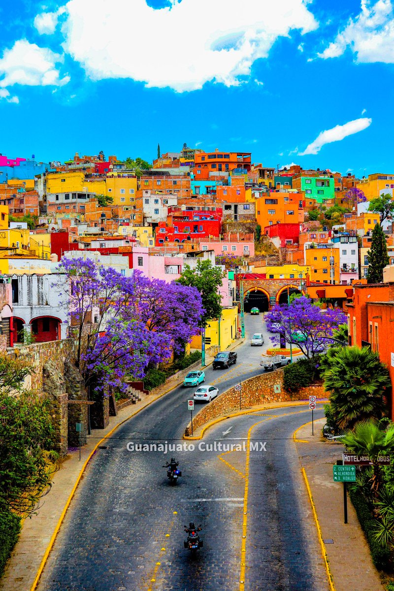 Guanajuato y sus Jacarandas. 😱😍💜
