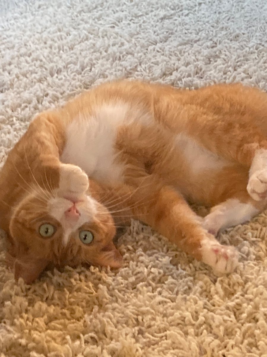 POV: sum times i jess looke at thinks diffrenly if I down liek the vew #cat #cats  #gingercat #CatsLover #CatsOfTwitter #CatsonTwitter #CatLife