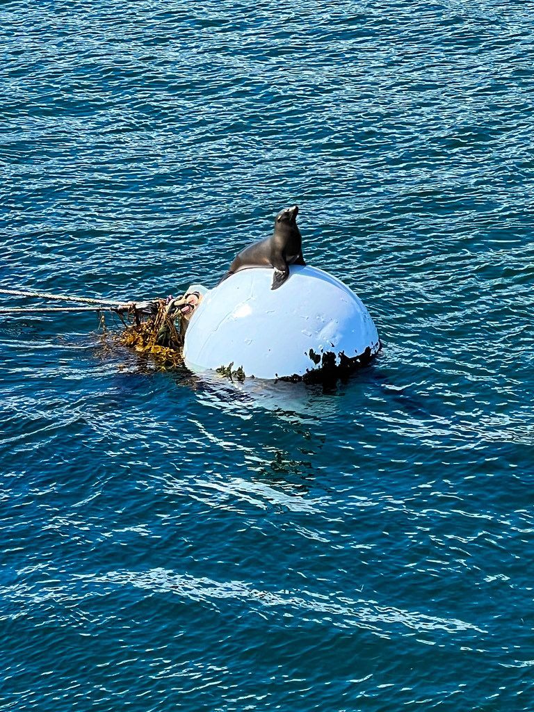 Seal on the Buoy in San Diego Bay in California buff.ly/3xmIrn5 #photography #travel #sandiego #california #seal #animal #wildlife #wild #buoy #bay #harbor #mammal #nature