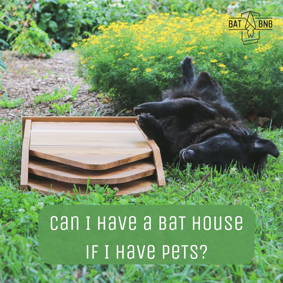 Thinking about installing a bat house but worried about your pets? ⁠ ⁠ Fear not! Bats and pets can coexist harmoniously. ⁠ ⁠ Hang your bat house at least 15 feet high to keep bats out of paws' reach & ensure your pets are up to date on vaccinations. batbnb.com/blogs/blog/are…