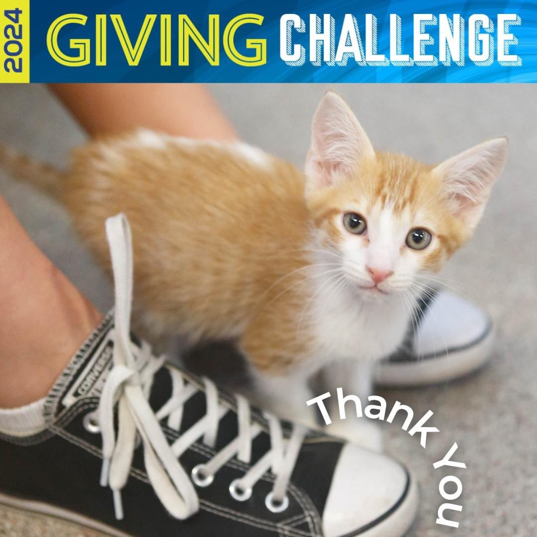 Thank you to Rodney & Elise D. for your generous donation in support of #givingchallenge2024 Your support will help Cat Depot save more lives! 💙💛 #GivingChallenge2024