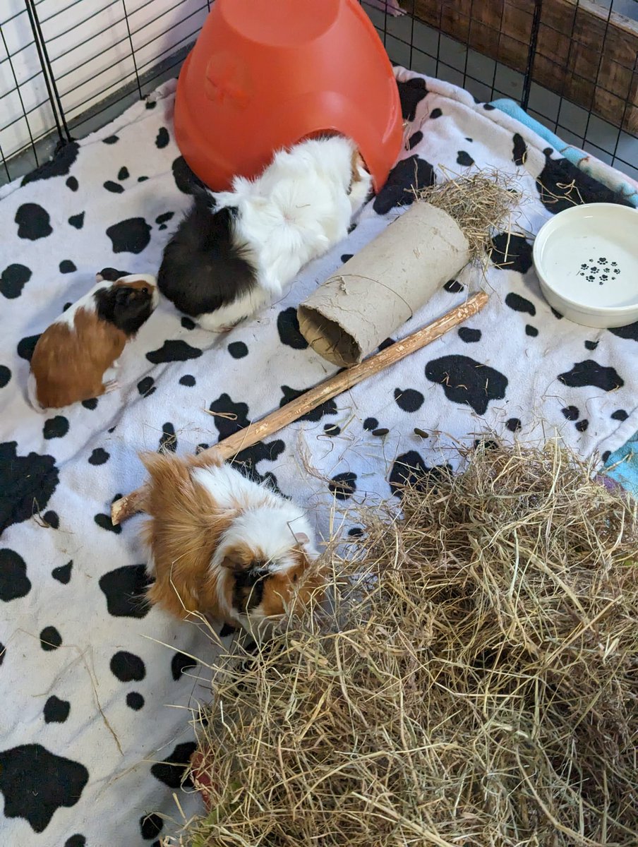 Our glorious guinea pig family are still looking for home/homes. Dad is neutered and Mum & Daughter need a home willing to offer the space and attention guinea pigs need. Indoor homes preferred but we will consider outdoor homes have suitable enclosures. gspca.ie/rehoming/guine…