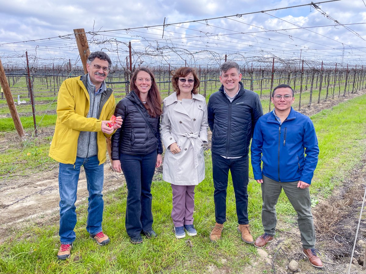 In the 4th year of their @USDA_NIFA funded study on the quality of grapes, Drs. Amanda Stewart and Marlon Ac-Pangan toured a SunMaid coop raisin vineyard at the @UofCalifornia in order to learn about raisin grape production systems. 🍇 (thread)