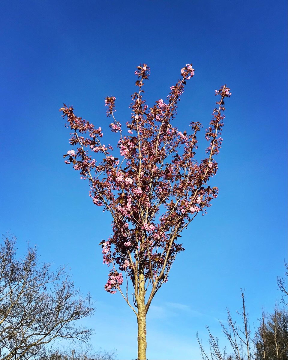 Evening stroll #stroll #walk #cherryblossom #cherryblossoms #tree #april #flower #flowers #flowerstagram #flowerporn #flowerpower #theglen #glenriverpark #park #corkcity #ireland #iphoneonly #filter