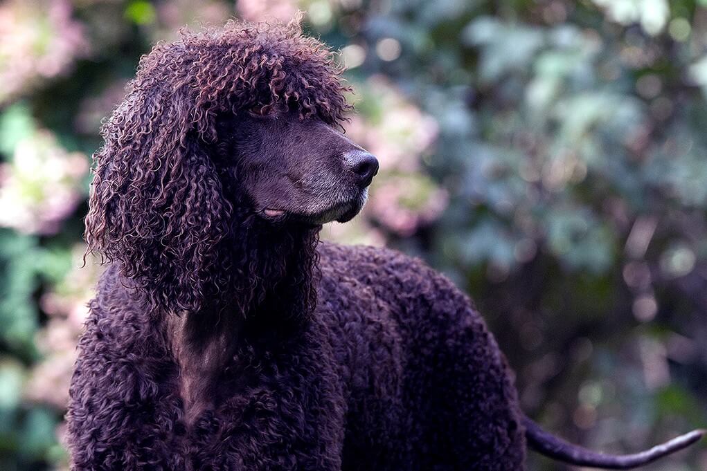 The Irish Water Spaniel’s coat can be somewhat challenging due to its texture and tendency to mat. Caretakers should be prepared to invest time in regular grooming sessions.🐾

showsightmagazine.com/dog-breeds/iri…

#irishwaterspaniel #purebred #dogshow #bestinshowsight #showsightmag