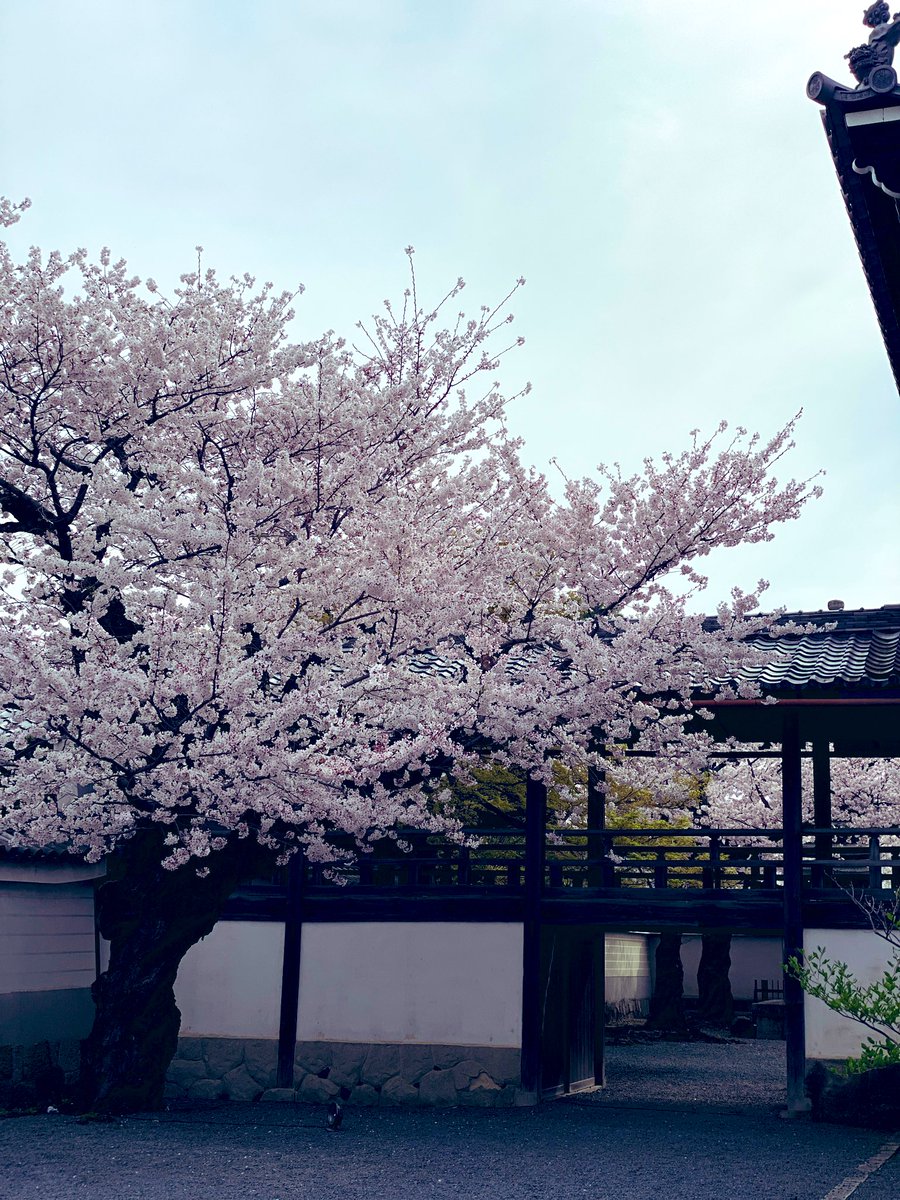 17_rinrin's tweet photo. 京都🌸妙顕寺🏯
(みょうけんじ) https://t.co/oHoZhdjNRC