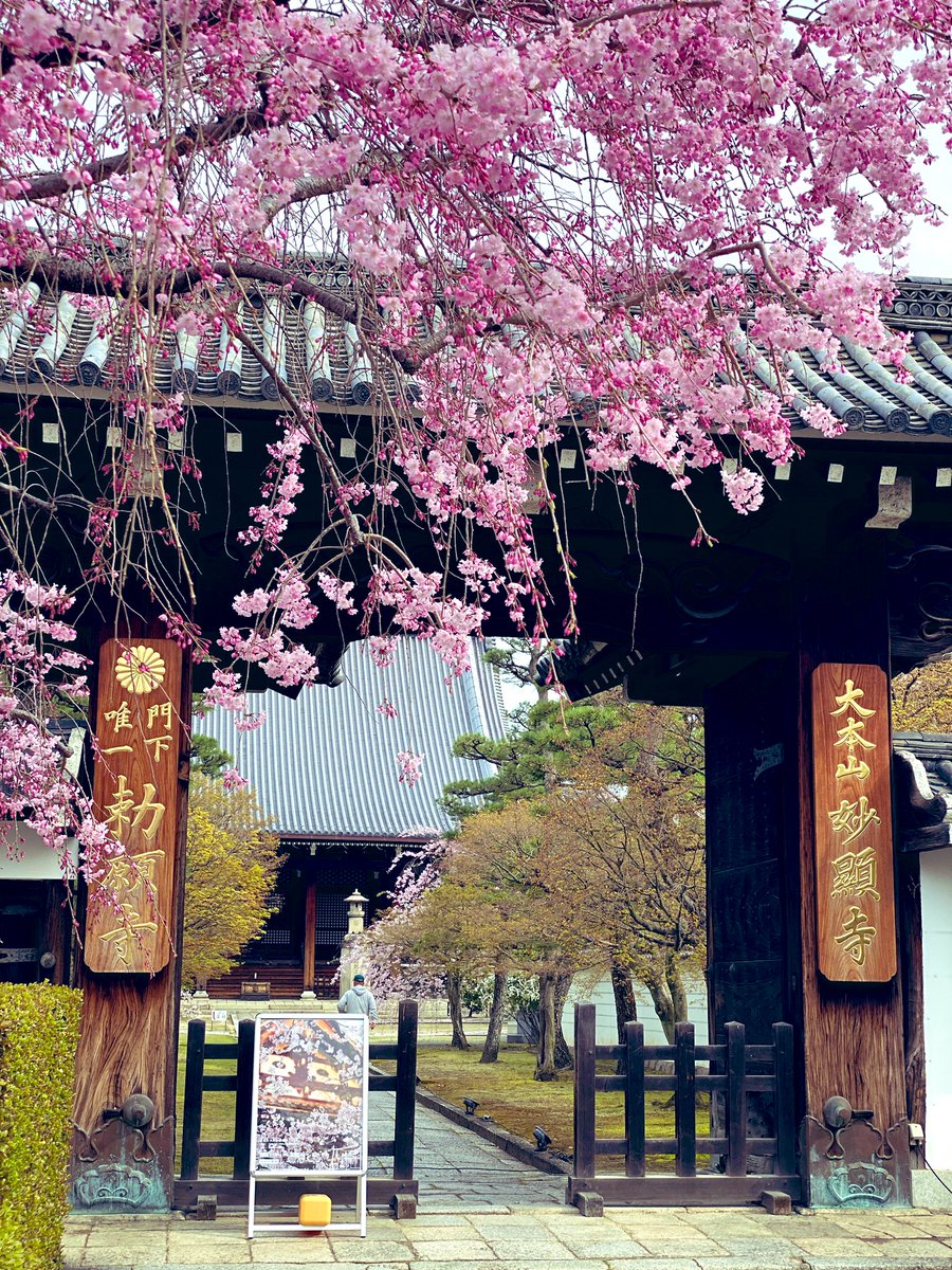 17_rinrin's tweet photo. 京都🌸妙顕寺🏯
(みょうけんじ) https://t.co/oHoZhdjNRC
