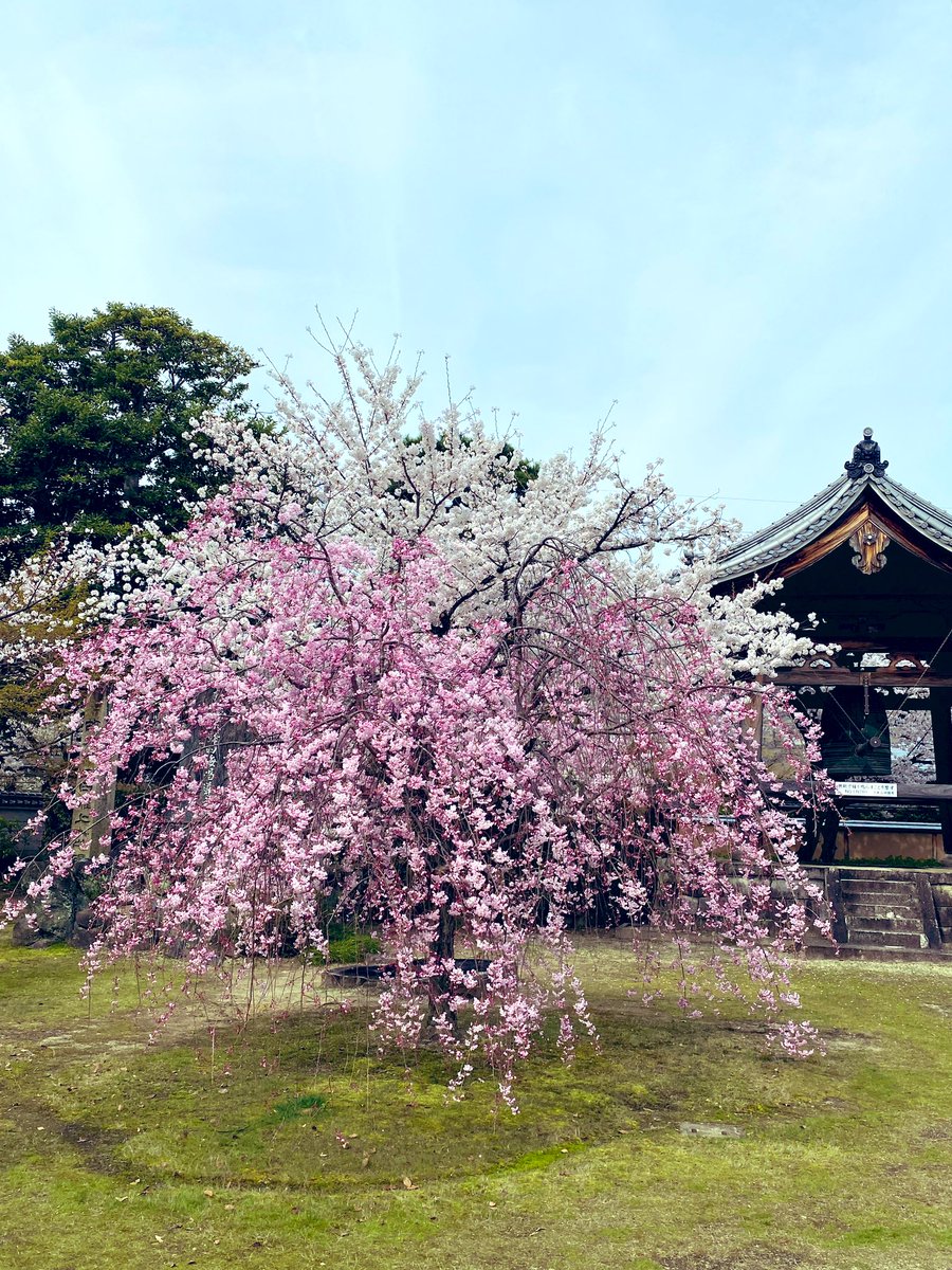 17_rinrin's tweet photo. 京都🌸妙顕寺🏯
(みょうけんじ) https://t.co/oHoZhdjNRC