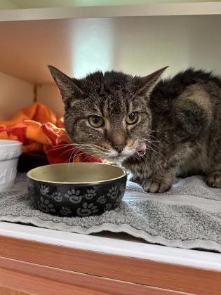 Do you recognize these lost cats? Please share this post to help us reunite these pets with their families! If you own or recognize any of these cats, please contact AWLA at (703) 931-9241 or mail@awla.org. Thank you!