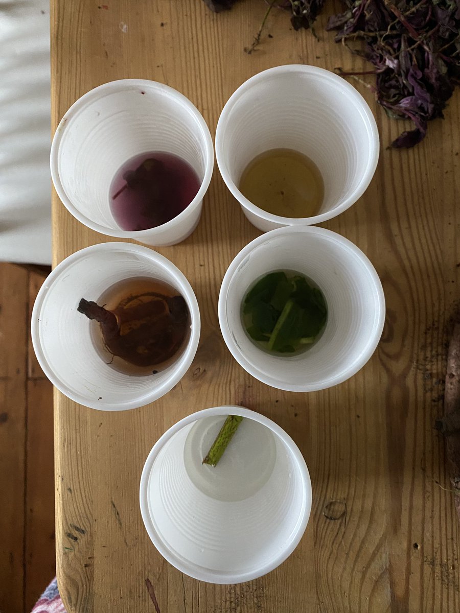 Picked up these beauties from the lovely gardeners at <a href="/HornimanMuseum/">Horniman Museum and Gardens</a>. Preparing natural dyes to dye #bamboo fabric for my workshop this coming Saturday.