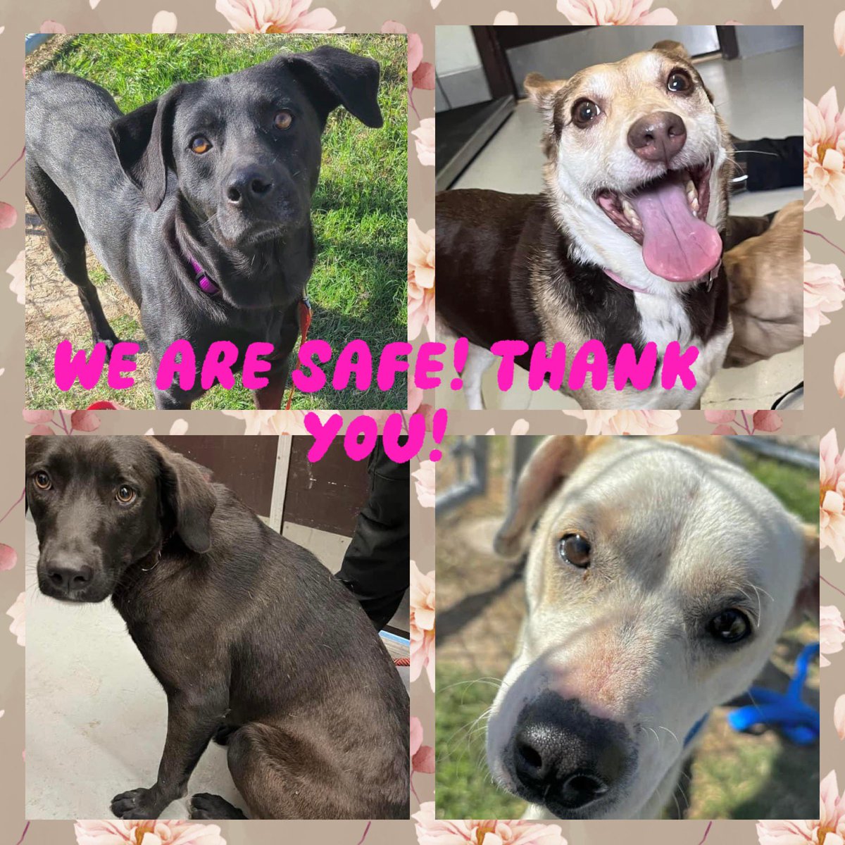 🎉🎉🎉🎉🎉🎉🎉🎉🎉🎉
All our four pups are safe!!!!
TYSVM to y’all that didn’t give up for saving them and of course to the rescuers ❤️❤️❤️❤️❤️
MARX, WILLOW, BRANDI, NIKKI
will have new lives thanks to YOU! #Rescuevillage and #Rescues YOU ROCK!!
❤️🐾❤️🐾❤️🐾❤️🐾❤️c