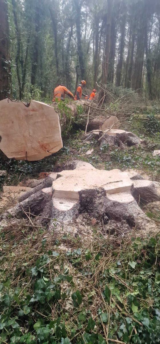 National Apprenticeship in Arboriculture (IRL) tweet media