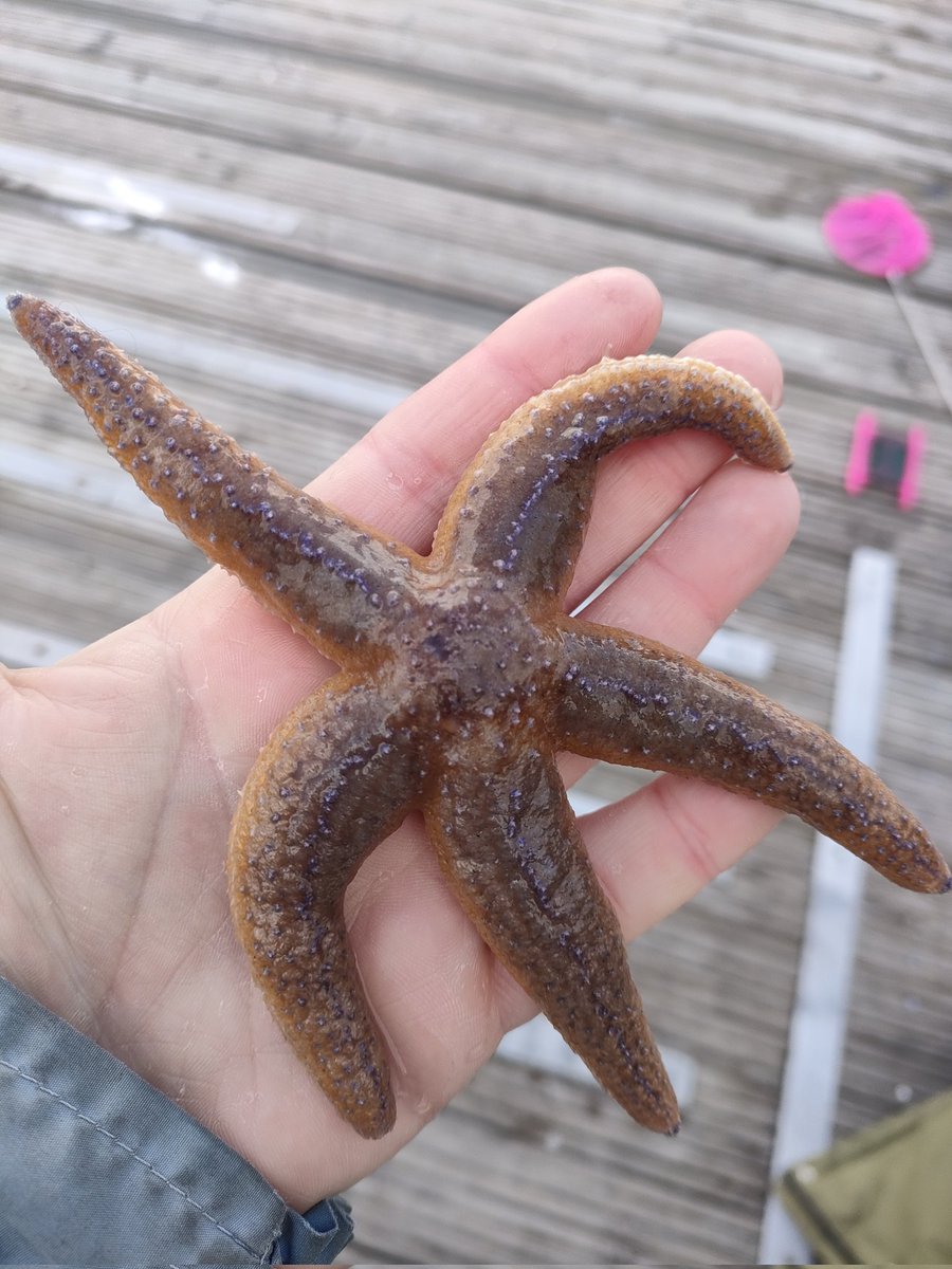 Caught my first starfish of 2024... Today's bait of choice...fridge raiders... Today's creature count.. 1 shore crab, 2 velvet swimming crabs, 1 hermit crab and a starfish.