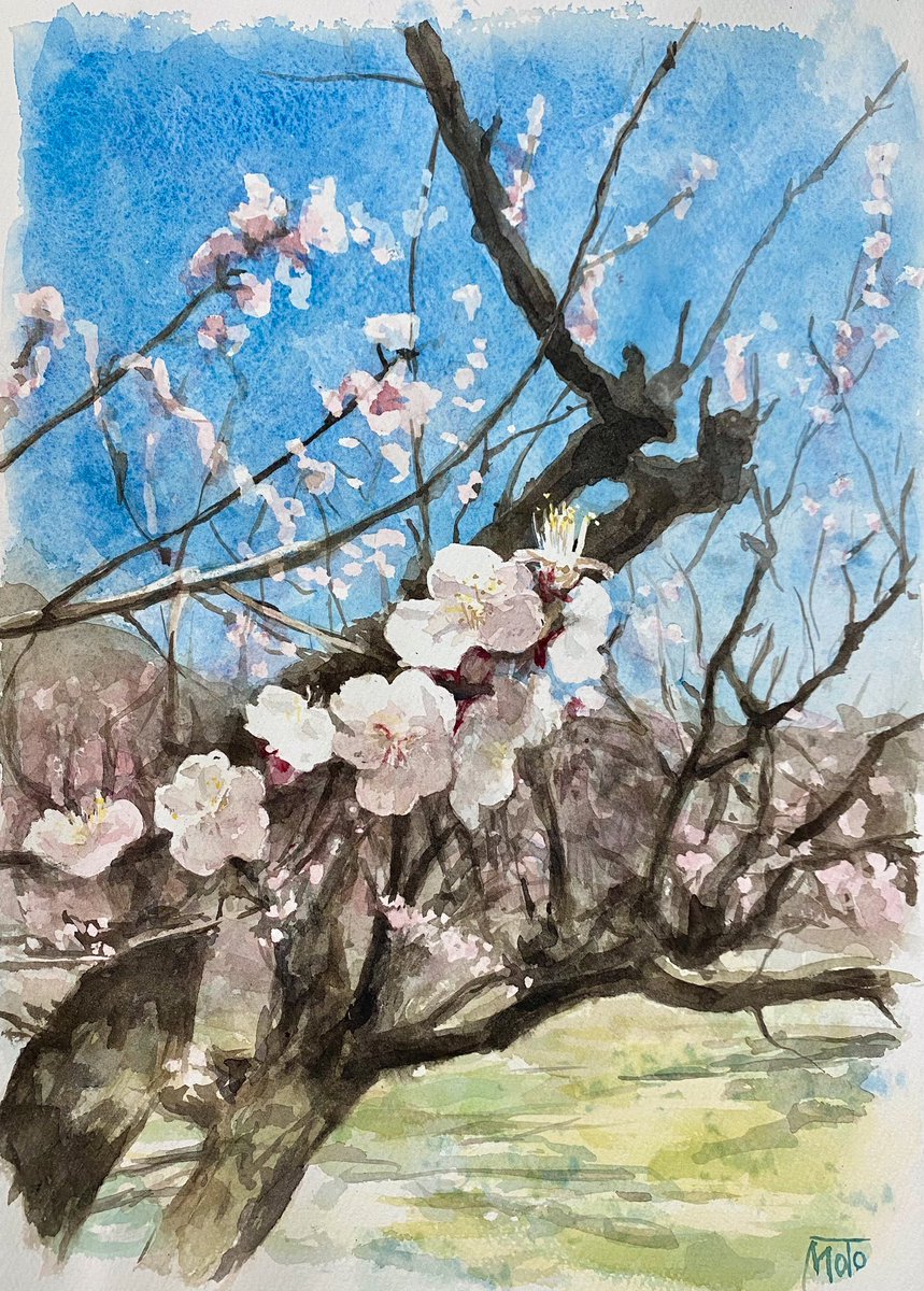「『 杏の花 』透明水彩、ランプライト紙#水彩画 #イラスト #春 #杏 」|モトジママサユキのイラスト