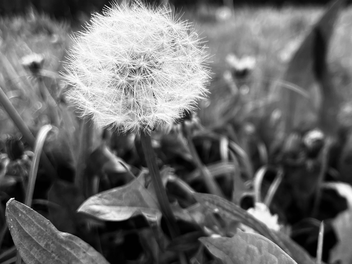 Dandelion Dreams #blackandwhite #monochrome