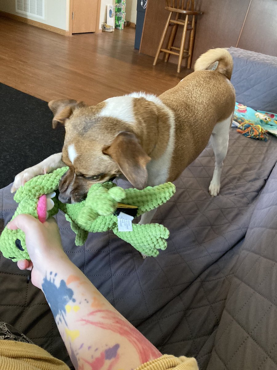 New toy! Gator! #dogsofx #dogsoftwitter #dogtweet #dogs