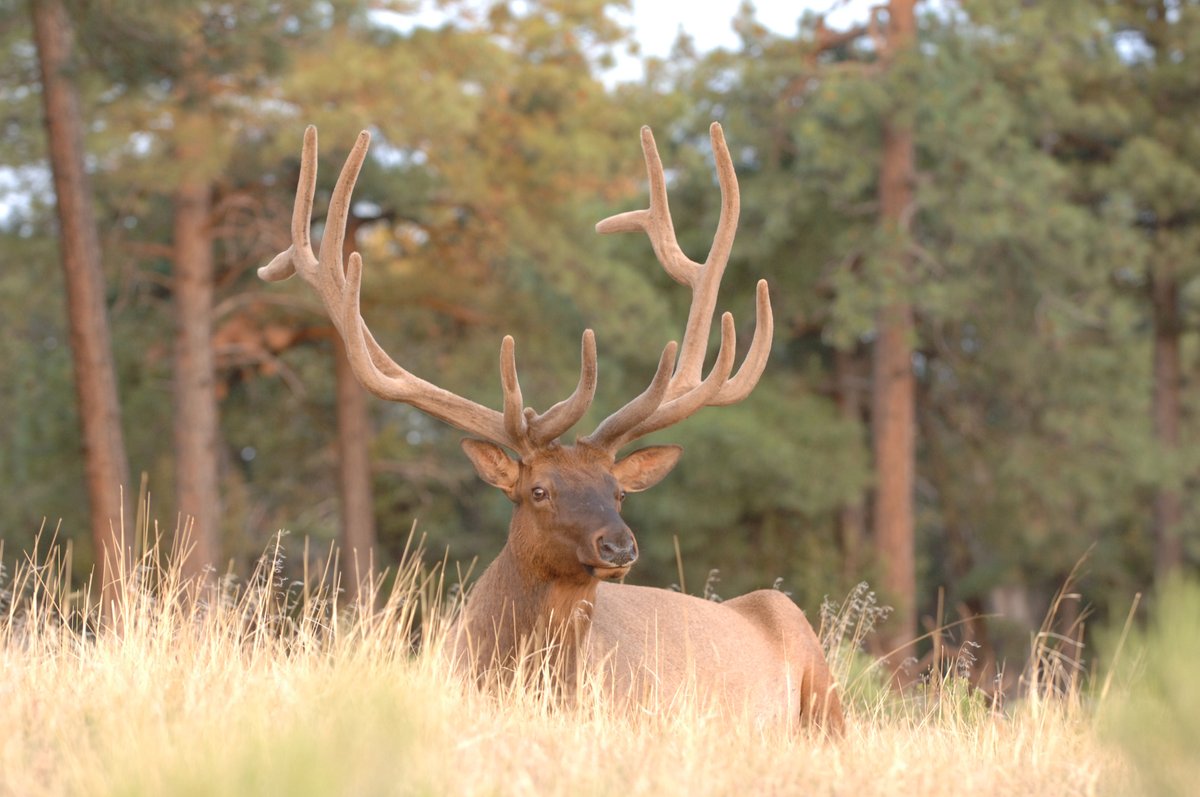 Limited entry draw closes today at 5 p.m.! This draw offers hunters a chance to draw an additional elk, mule deer, white-tailed deer, and pronghorn permit-tag, while generating revenue to support wildlife conservation efforts across the state. Apply at limitedhuntentry.azgfd.com/?_gl=1*rxtt8w*….