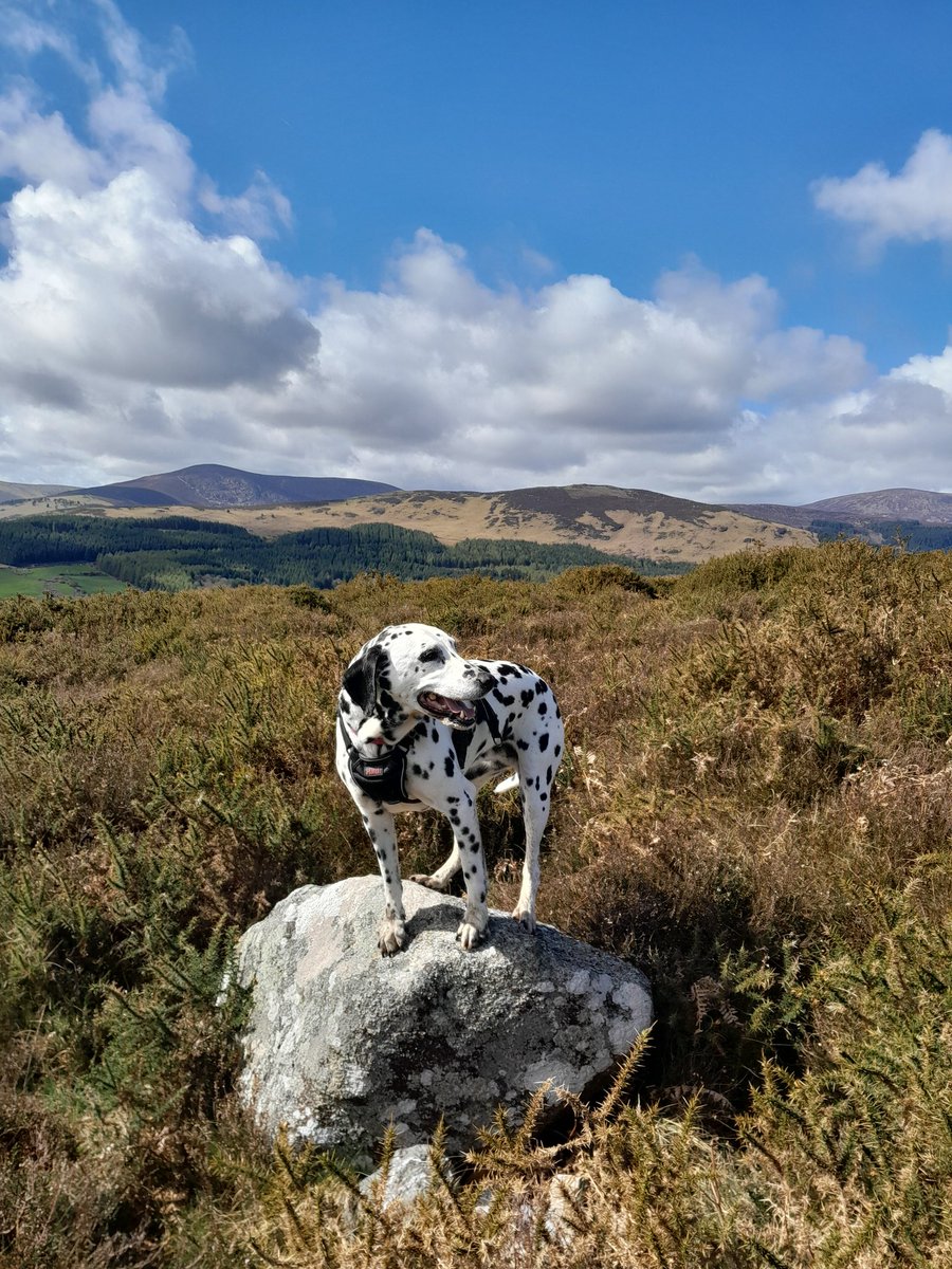 Wicklow Nature tweet media