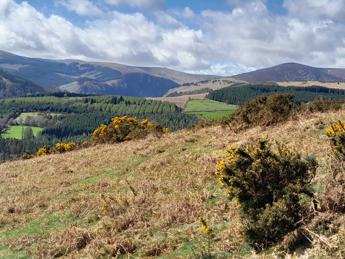 Wicklow Nature tweet media