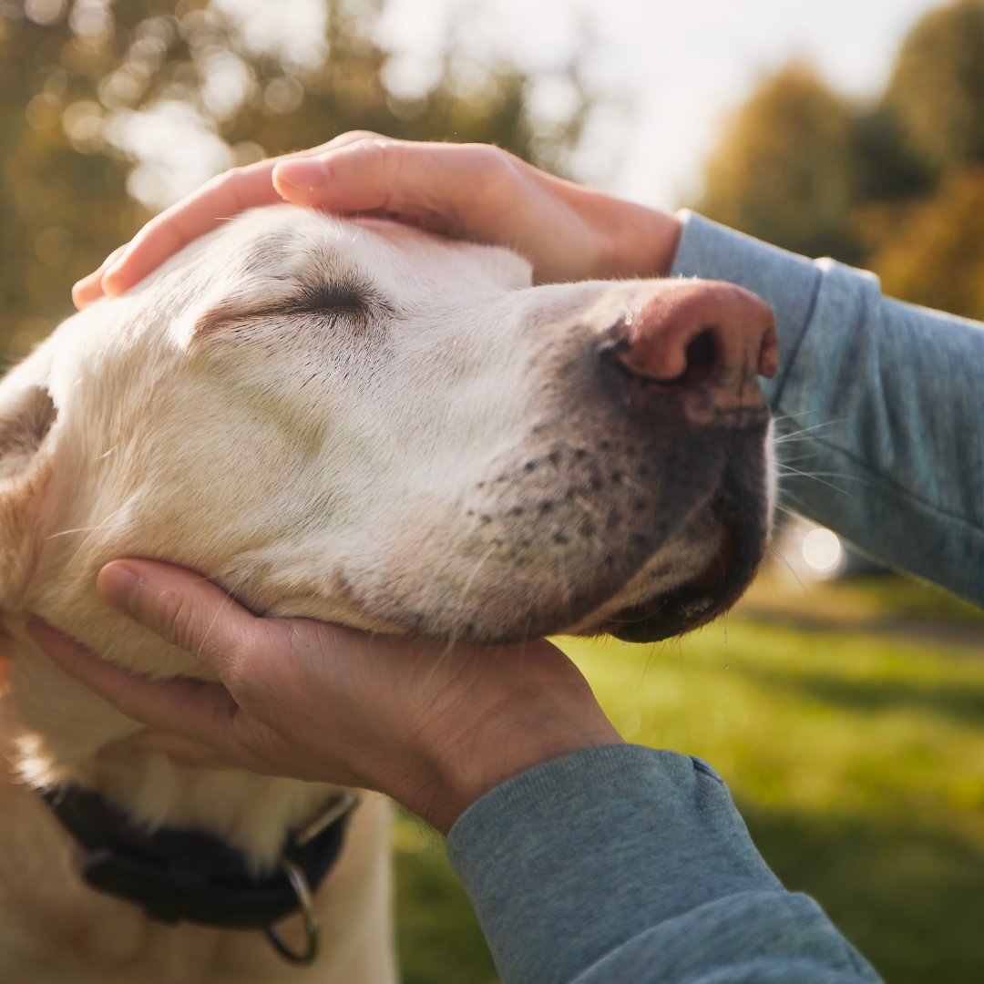 Approximately 300,000 #dogs in the U.S. suffer from #hemangiosarcoma yearly. Our hemangiosarcoma program, led by innovative studies like ETHOS-PUSH, offers hope with solutions in diagnosis and treatment. Learn more: ethosdiscovery.org/scientific-pro…