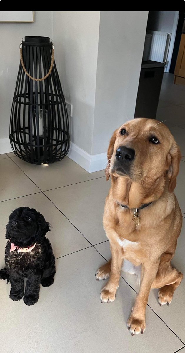 How the youngster learns from her senior…. 10wk old Molly is here for a few days…Biscuits tolerance levels are way higher than mine 🤦‍♂️🐶 @guidedogsni @gymforthesoul @RobbieButlerMLA @AntrimLens @squinteratn @taramillstv @AnnMarieCFoster @iamfifig @Ailser99 @stephenblevins9