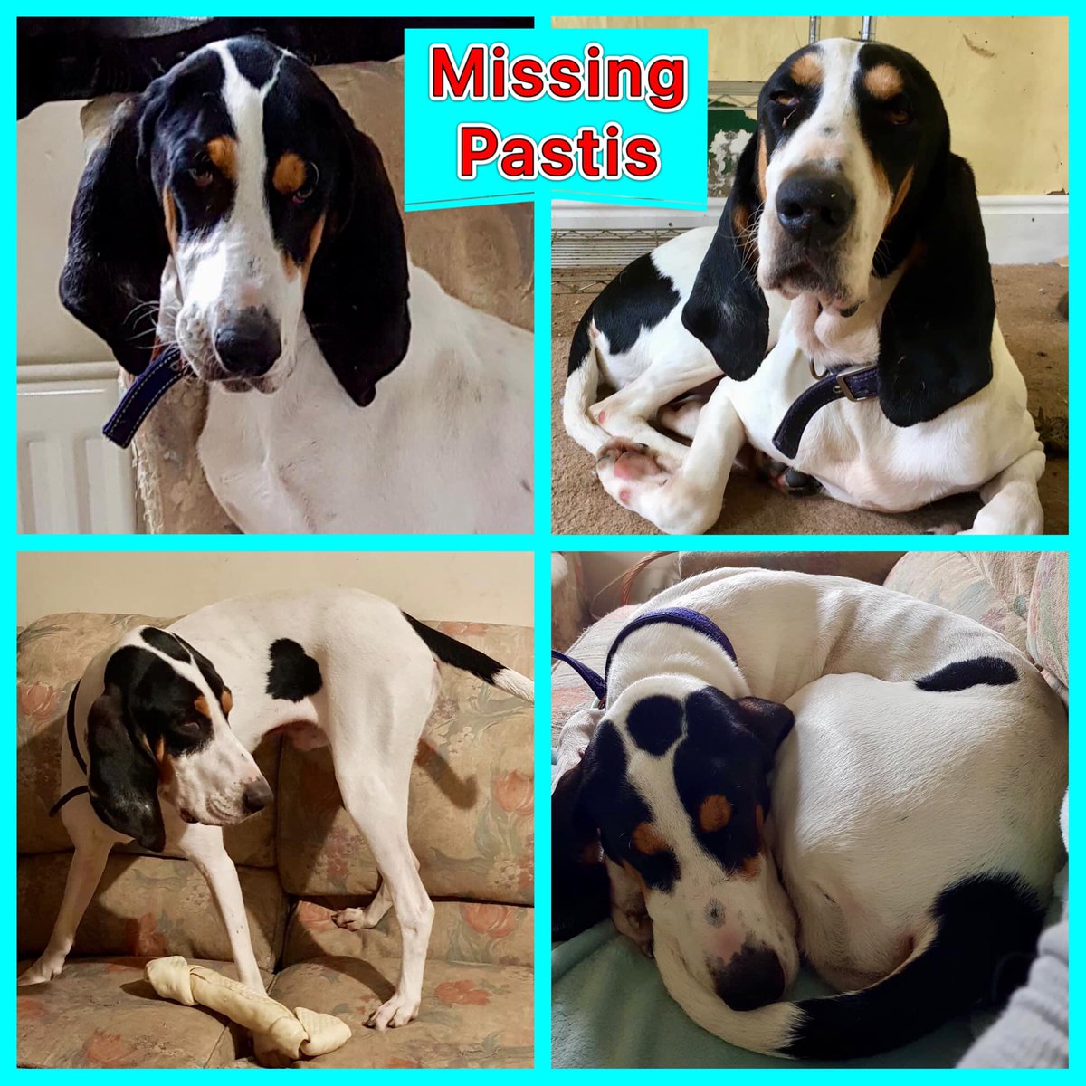 Please keep looking for & sharing for darling Pastis
@HunnyJax  @MissingPetsGB  @KarenFi51820768 @muddypawscrime 
#missingdog #lostdog #stolendog #muddypawscrime