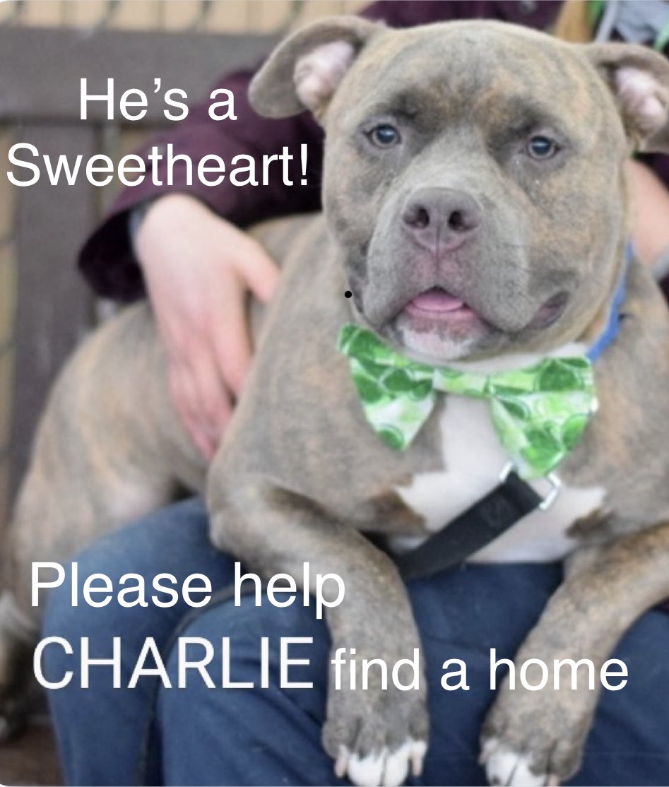 Can you help Charlie? He’s a real sweetheart. 💙CHARLIE💙 184052 #NYCACC twitter.com/jacquel3558924…