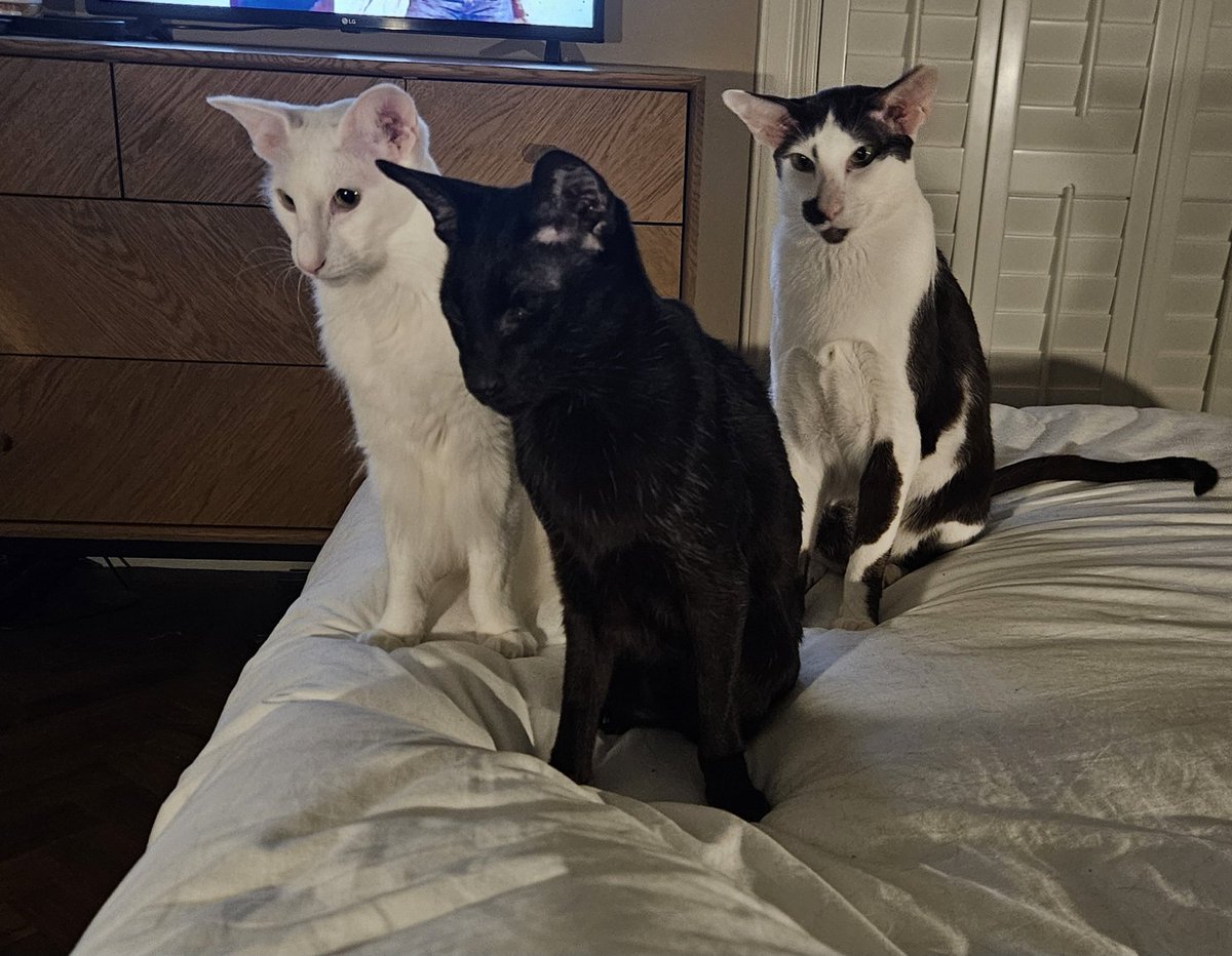 Every night's the same. Mum gets into bed, and we start with the sinister staring at the treat drawer.  😹 #CatsOfTwitter #meezer