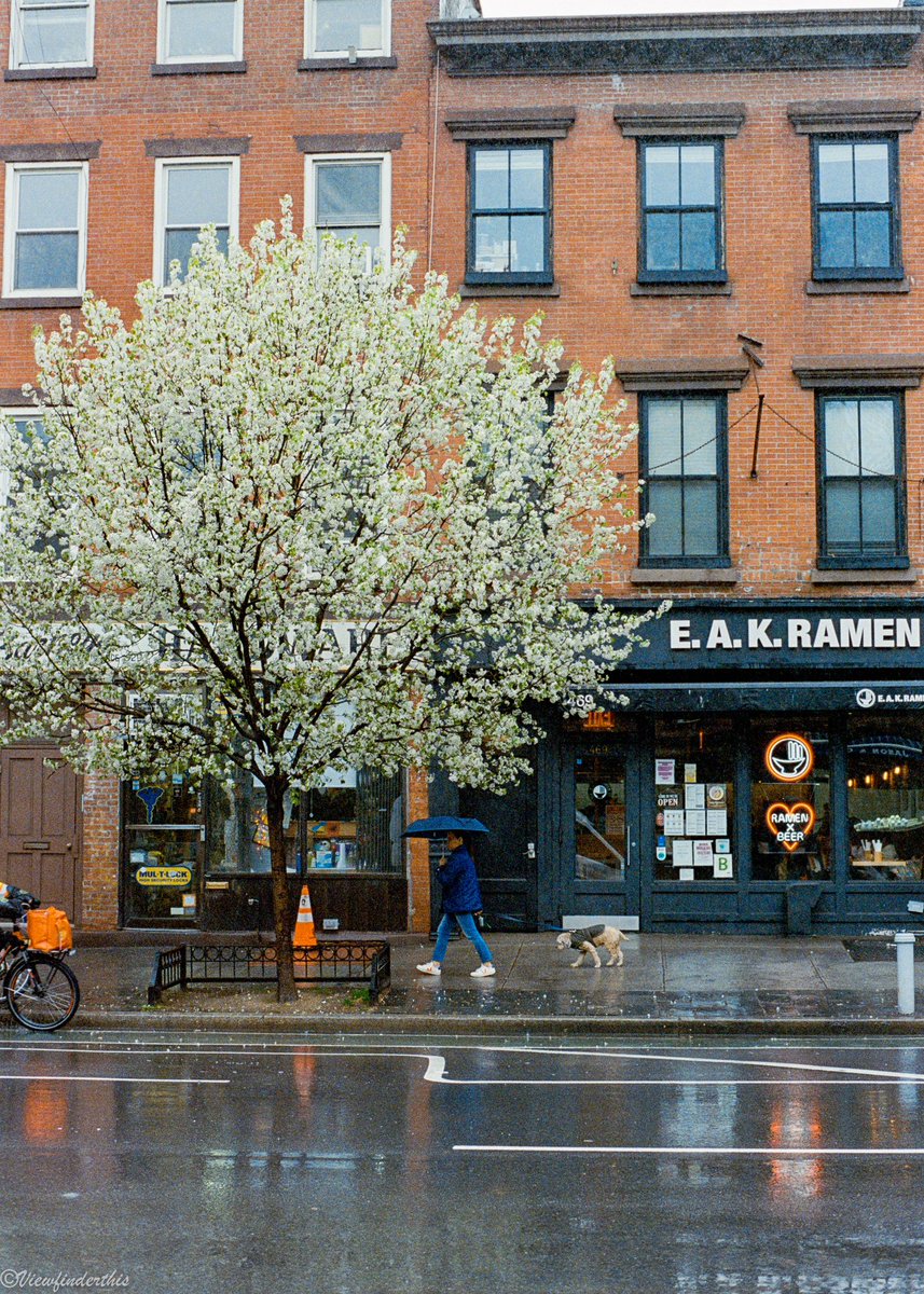 viewfinderthis's tweet photo. Cherry Blossoms on Film https://t.co/0ioAI0HFMO