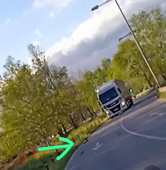 Quin patirment, el perill de la cria d'aqueta ànega en el moment de creuar del llac del Parc de Can Zam a la banda del parc del riu Besòs. <a href="/ParcsplatgesAMB/">Parcs i platges AMB</a>