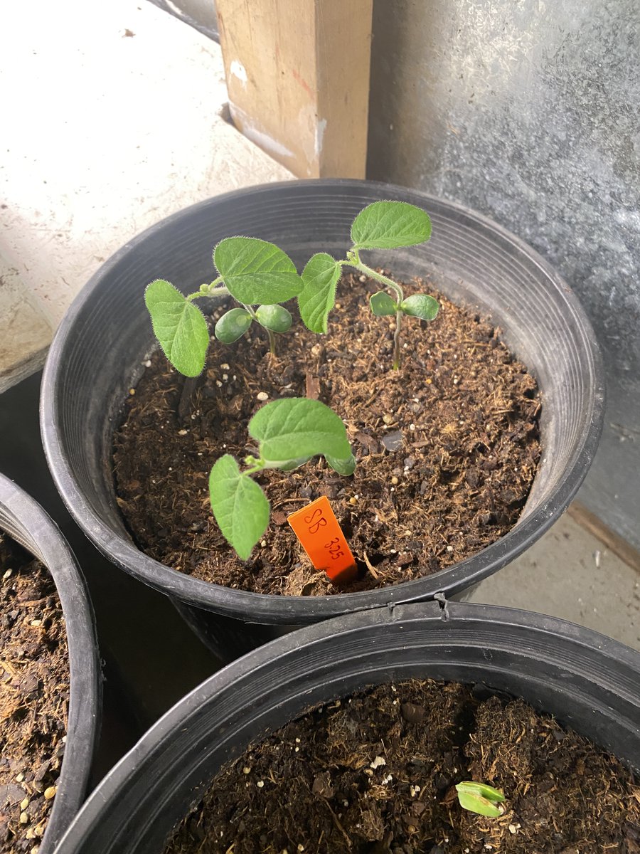 Hello there! We've got some corn and soybeans already growing (thanks to the Muscatine Island Research Farm) for our Crop Scout School on May 16th at the Southeast Research and Demonstration Farm! More details here: crops.extension.iastate.edu/2024-crop-scou…. @marklicht @VirgilSchmitt #ISUCrops