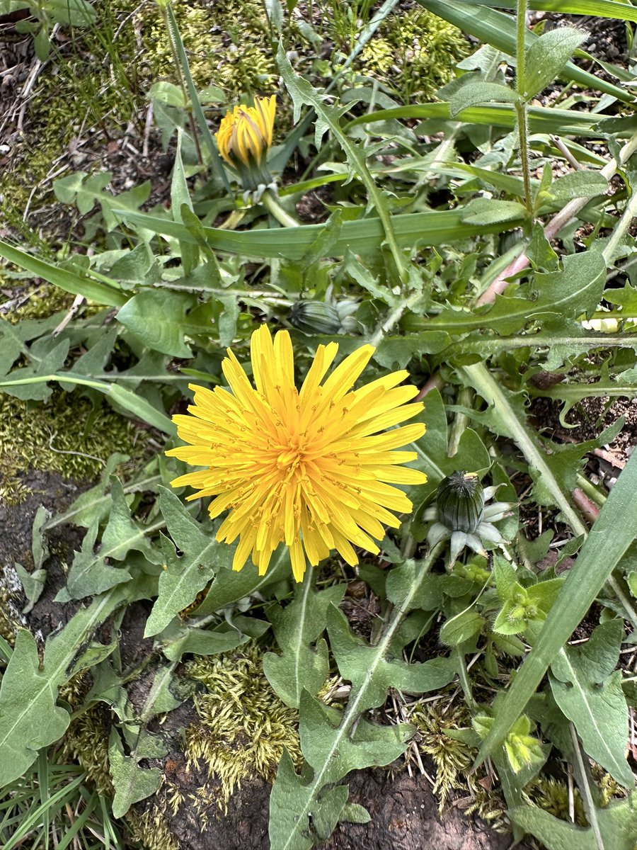 rika_miy's tweet image. 春のあかし 😊

#symbolsofspring #春のあかし  #joyofspring #春の喜び #spring #春 #pretty #かわいい #vitality #活力 #flowers #花