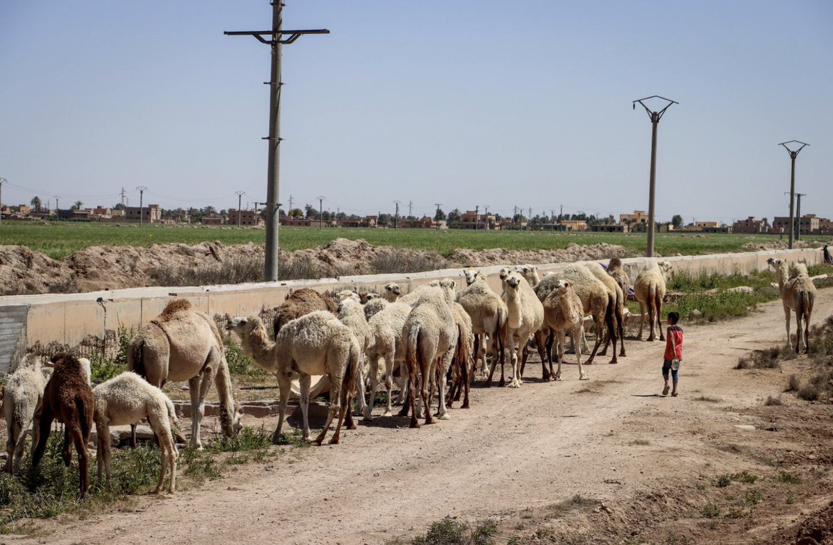 The impacts of #ClimateChange spare no one, not even the most resilient creatures on Earth: the camelids 🐪🐫🦙. Join us this #YearOfCamelids to protect and uphold their vital role in sustainable ecosystems management and climate adaptation! Learn more: go.undp.org/jhJo