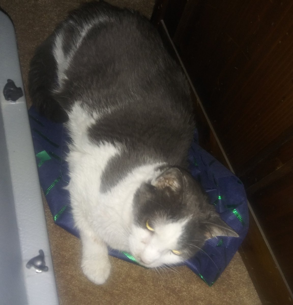 FIP treatment day 62/84

It's a concerning/ relieving news day. Orion rests on Uncle Josh's gift bag.

#cats #CatsOfTwitter  #CatsAreFamily #CatsLover #CatsOnTwitter #CatRescue  #ilovecats #SaveOrion #catnap #FIPcats #buyitdontstreamit #music #HappySong

distrokid.com/hyperfollow/se…