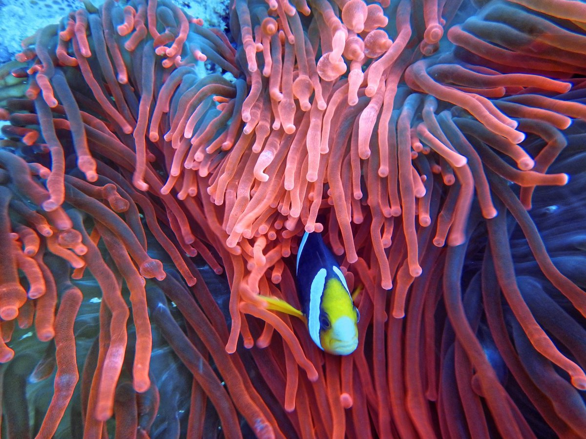 Great to see Derby University's Professor Michael Sweet talking about protecting coral reefs on BBC News this evening. @DiseaseMatters @BBCNews @Derby_Canal @DerbyRiverboat @DerbyUni