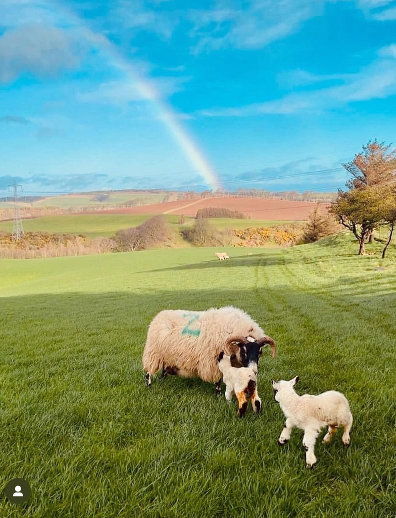 Many thanks to the Hamilton family and team at Aikingall Farm - hosts of @NSAScotland Scotsheep 2024 - who have shared this picture of hope with a valuable message of solidarity with farmers struggling during the awful weather being endured this spring. The Aikingall team are…