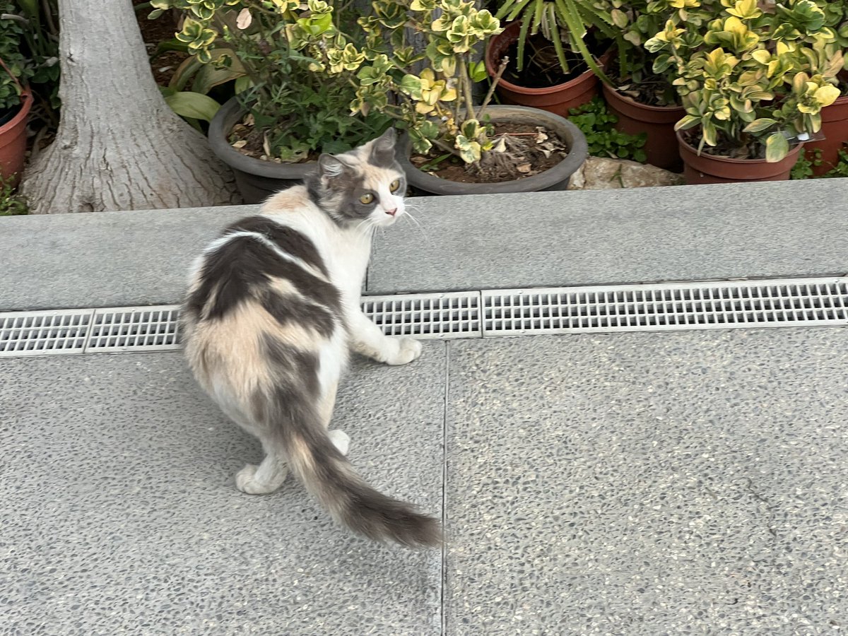 Lluis Montoliu tweet media